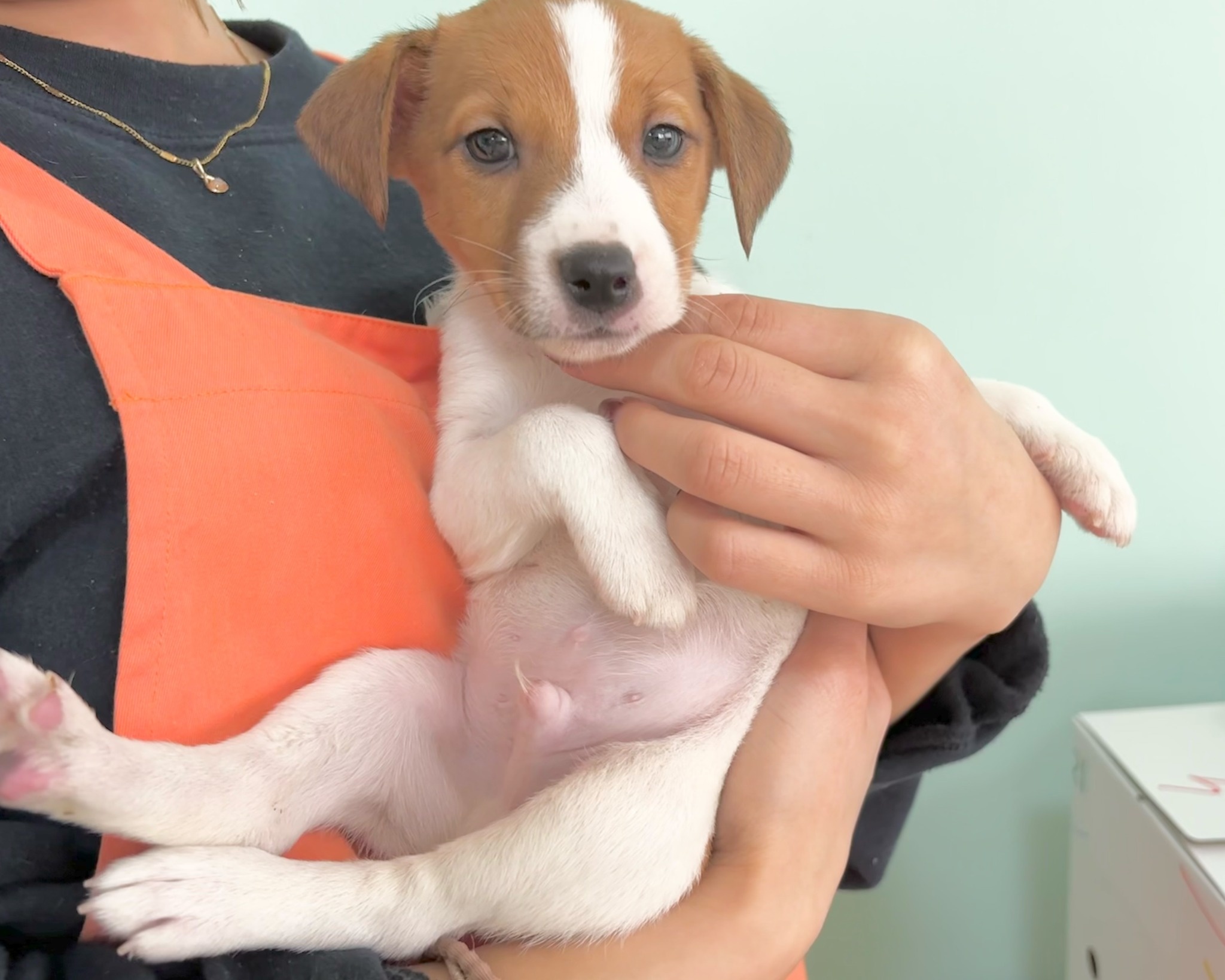 群馬県のジャックラッセルテリア (かねだいペットトライアル桐生/2025年9月27日生まれ/男の子/ホワイトタン)の子犬の4枚目の画像