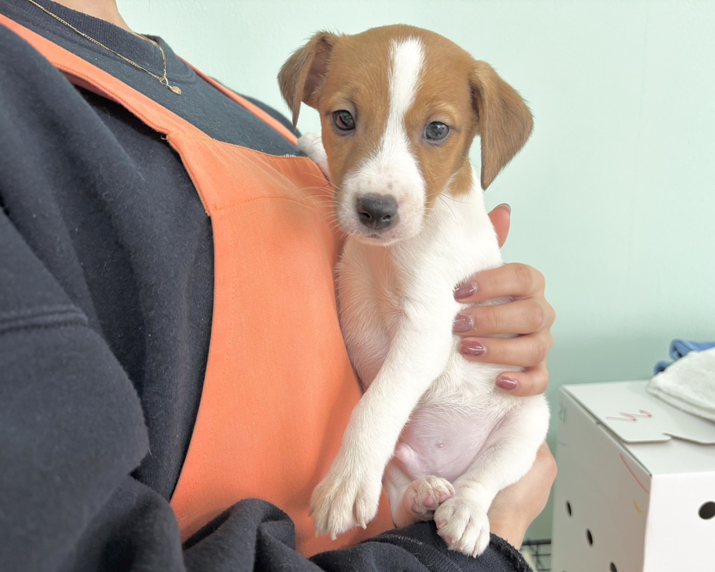 群馬県のジャックラッセルテリア (かねだいペットトライアル桐生/2025年9月27日生まれ/男の子/ホワイトタン)の子犬の1枚目の画像