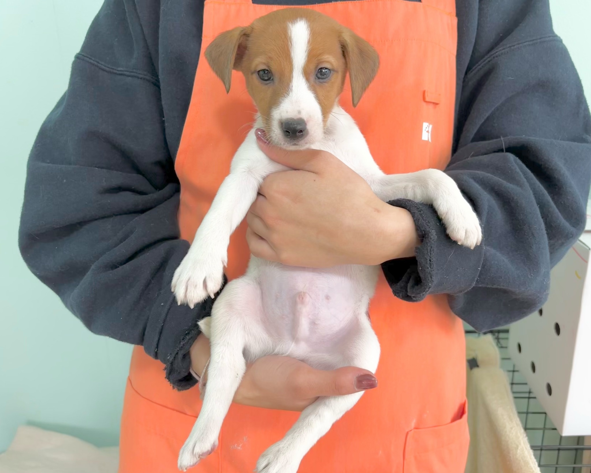 群馬県のジャックラッセルテリア (かねだいペットトライアル桐生/2025年9月27日生まれ/男の子/ホワイトタン)の子犬の3枚目の画像