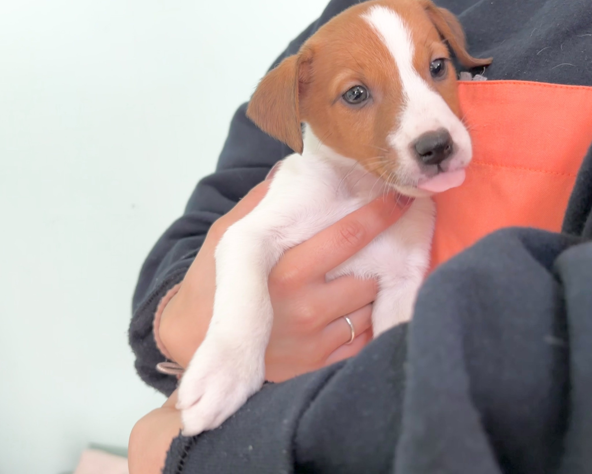 群馬県のジャックラッセルテリア (かねだいペットトライアル桐生/2025年9月27日生まれ/男の子/ホワイトタン)の子犬の2枚目の画像