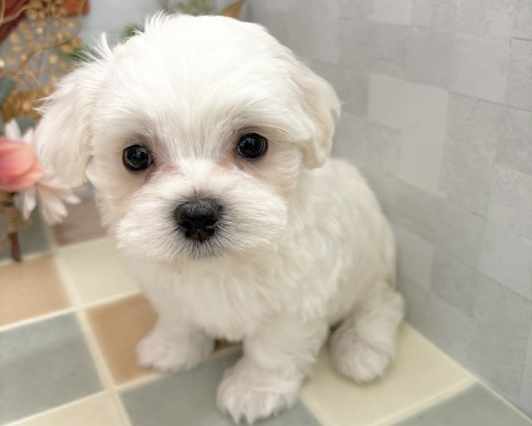 群馬県のハーフ犬・ミックス犬 (かねだいペットトライアル前橋/2025年9月25日生まれ/男の子/ホワイトクリーム)の子犬の1枚目の画像