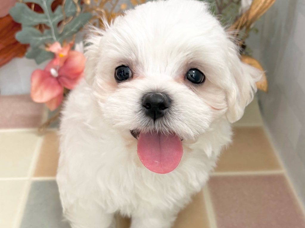 群馬県のハーフ犬・ミックス犬 (かねだいペットトライアル前橋/2025年9月25日生まれ/男の子/ホワイトクリーム)の子犬の2枚目の画像