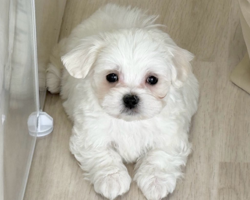 群馬県のハーフ犬・ミックス犬 (かねだいペットトライアル前橋/2025年9月25日生まれ/男の子/ホワイトクリーム)の子犬の3枚目の画像