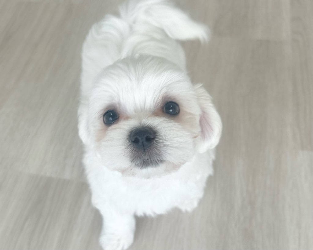 群馬県のハーフ犬・ミックス犬 (かねだいペットトライアル前橋/2025年9月25日生まれ/男の子/ホワイトクリーム)の子犬の4枚目の画像