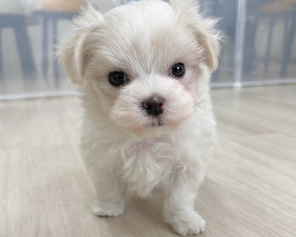 群馬県のマルチーズ (かねだいペットトライアル前橋/2025年9月29日生まれ/男の子/ホワイト)の子犬の1枚目の画像