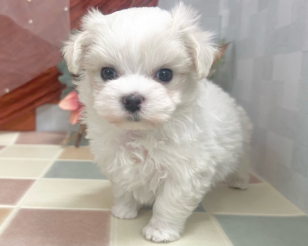 群馬県のマルチーズ (かねだいペットトライアル前橋/2025年9月29日生まれ/男の子/ホワイト)の子犬の2枚目の画像