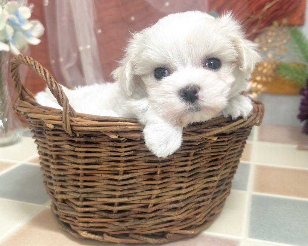 群馬県のマルチーズ (かねだいペットトライアル前橋/2025年9月29日生まれ/男の子/ホワイト)の子犬の3枚目の画像