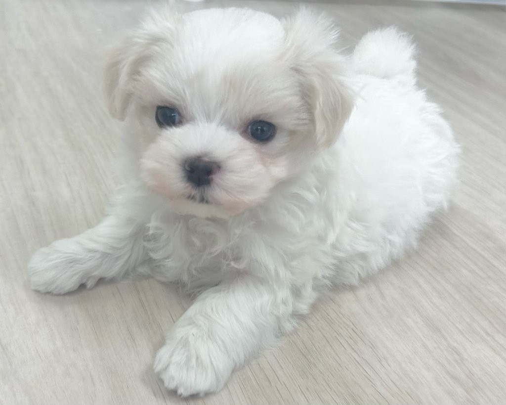 群馬県のマルチーズ (かねだいペットトライアル前橋/2025年9月29日生まれ/男の子/ホワイト)の子犬の4枚目の画像