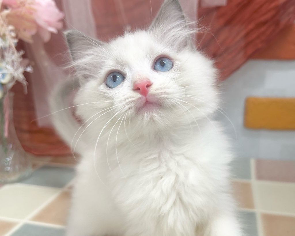 群馬県のラグドール (かねだいペットトライアル前橋/2025年9月24日生まれ/男の子/ブルーポイントバイカラー)の子猫の1枚目の画像