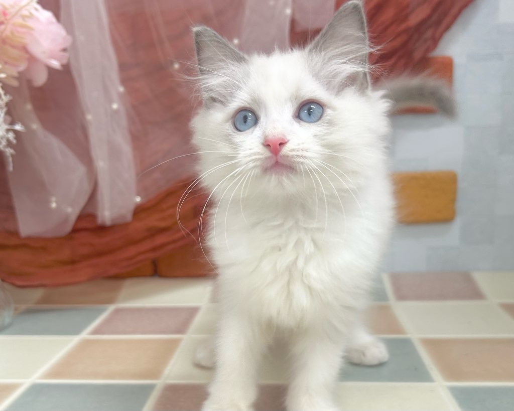 群馬県のラグドール (かねだいペットトライアル前橋/2025年9月24日生まれ/男の子/ブルーポイントバイカラー)の子猫の2枚目の画像