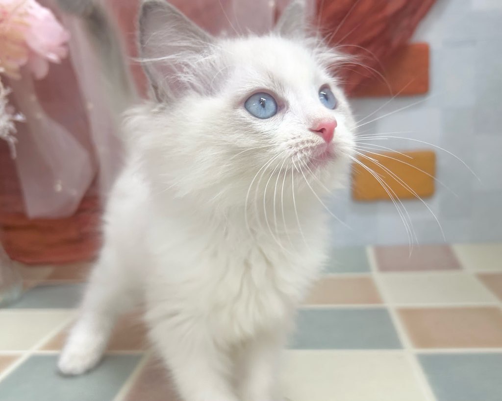 群馬県のラグドール (かねだいペットトライアル前橋/2025年9月24日生まれ/男の子/ブルーポイントバイカラー)の子猫の4枚目の画像