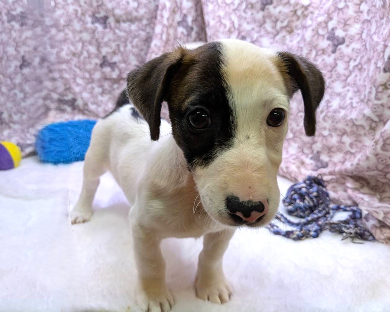 茨城県のジャックラッセルテリア (かねだいペットトライアル利根川/2025年8月29日生まれ/男の子/ホワイトタン)の子犬の2枚目の画像