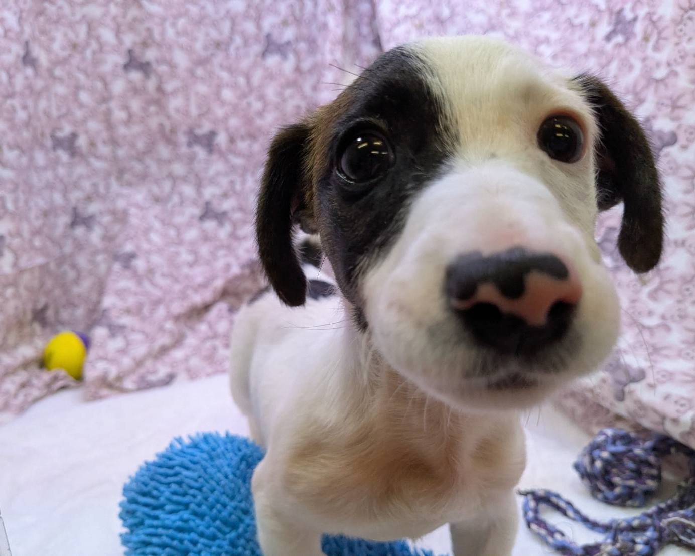 茨城県のジャックラッセルテリア (かねだいペットトライアル利根川/2025年8月29日生まれ/男の子/ホワイトタン)の子犬の1枚目の画像