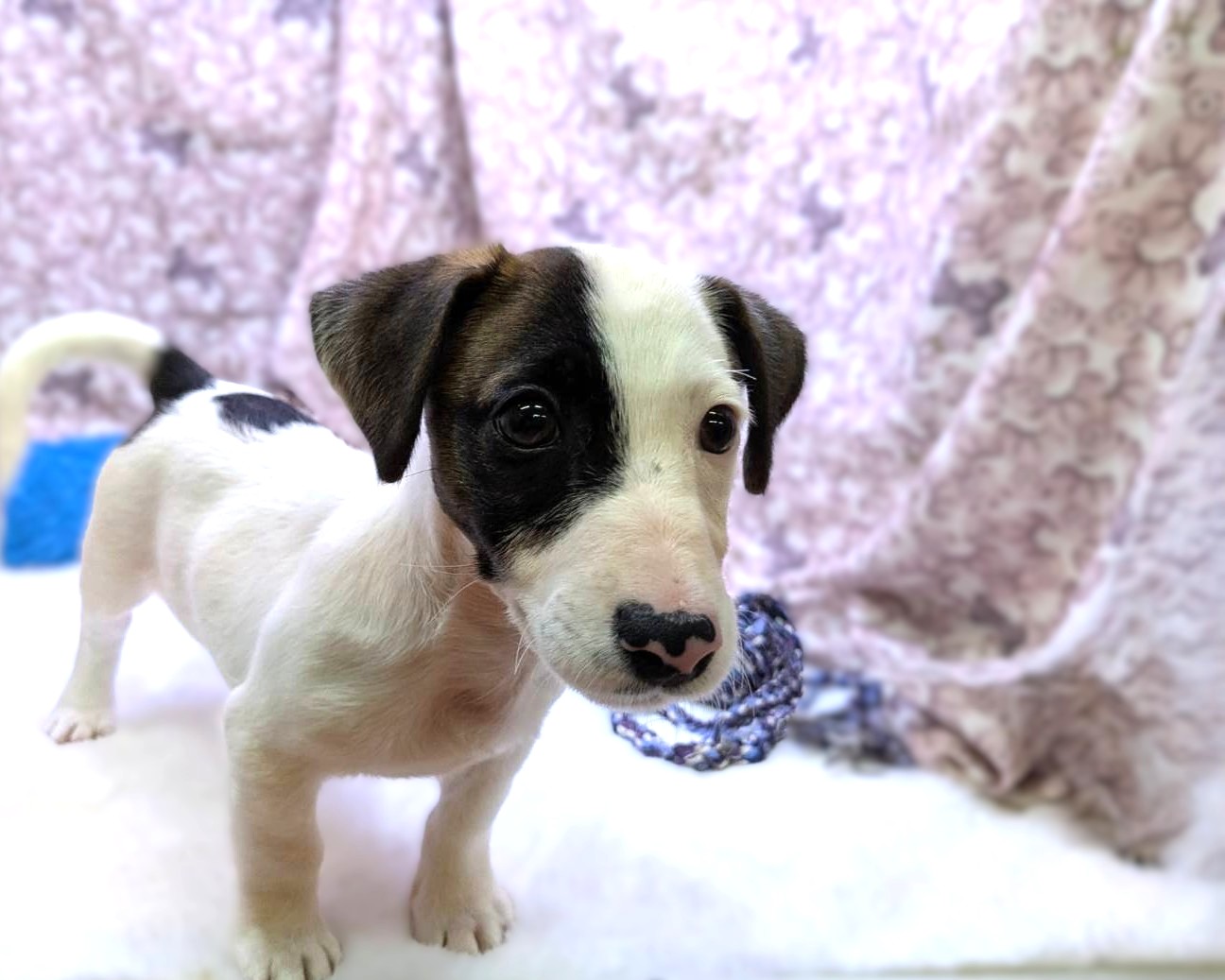 茨城県のジャックラッセルテリア (かねだいペットトライアル利根川/2025年8月29日生まれ/男の子/ホワイトタン)の子犬の4枚目の画像