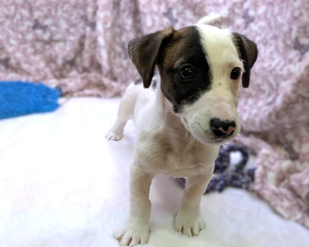 茨城県のジャックラッセルテリア (かねだいペットトライアル利根川/2025年8月29日生まれ/男の子/ホワイトタン)の子犬の3枚目の画像