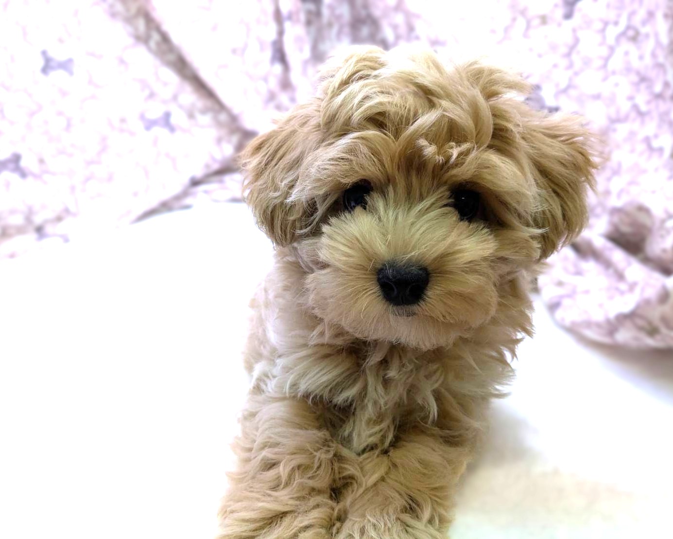 茨城県のマルチーズ×トイプードルMix　マルプー (かねだいペットトライアル利根川/2025年8月16日生まれ/男の子/クリーム)の子犬の1枚目の画像