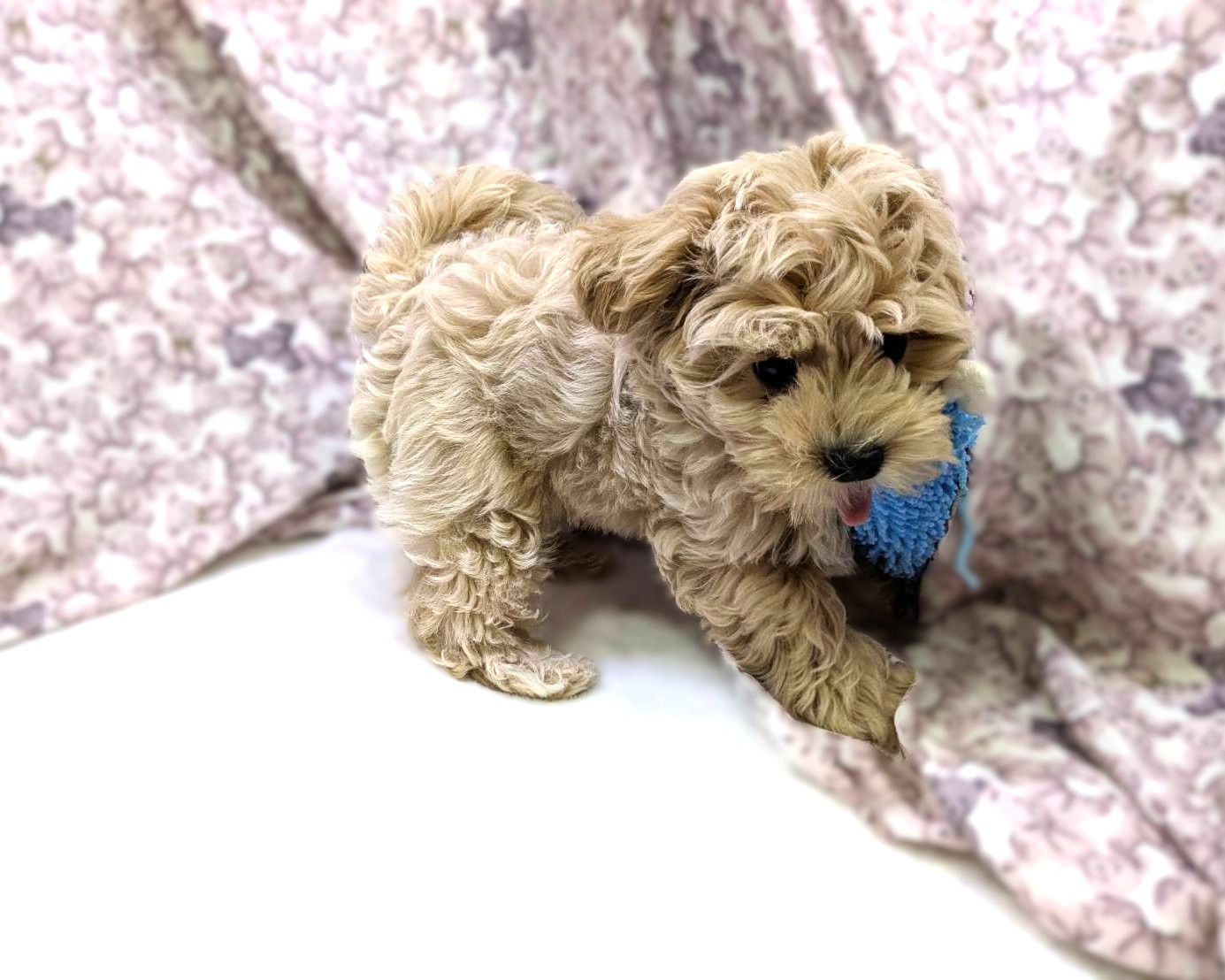 茨城県のマルチーズ×トイプードルMix　マルプー (かねだいペットトライアル利根川/2025年8月16日生まれ/男の子/クリーム)の子犬の2枚目の画像