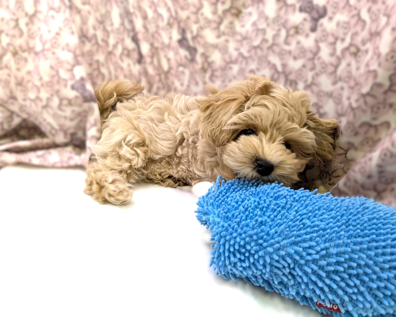 茨城県のマルチーズ×トイプードルMix　マルプー (かねだいペットトライアル利根川/2025年8月16日生まれ/男の子/クリーム)の子犬の3枚目の画像