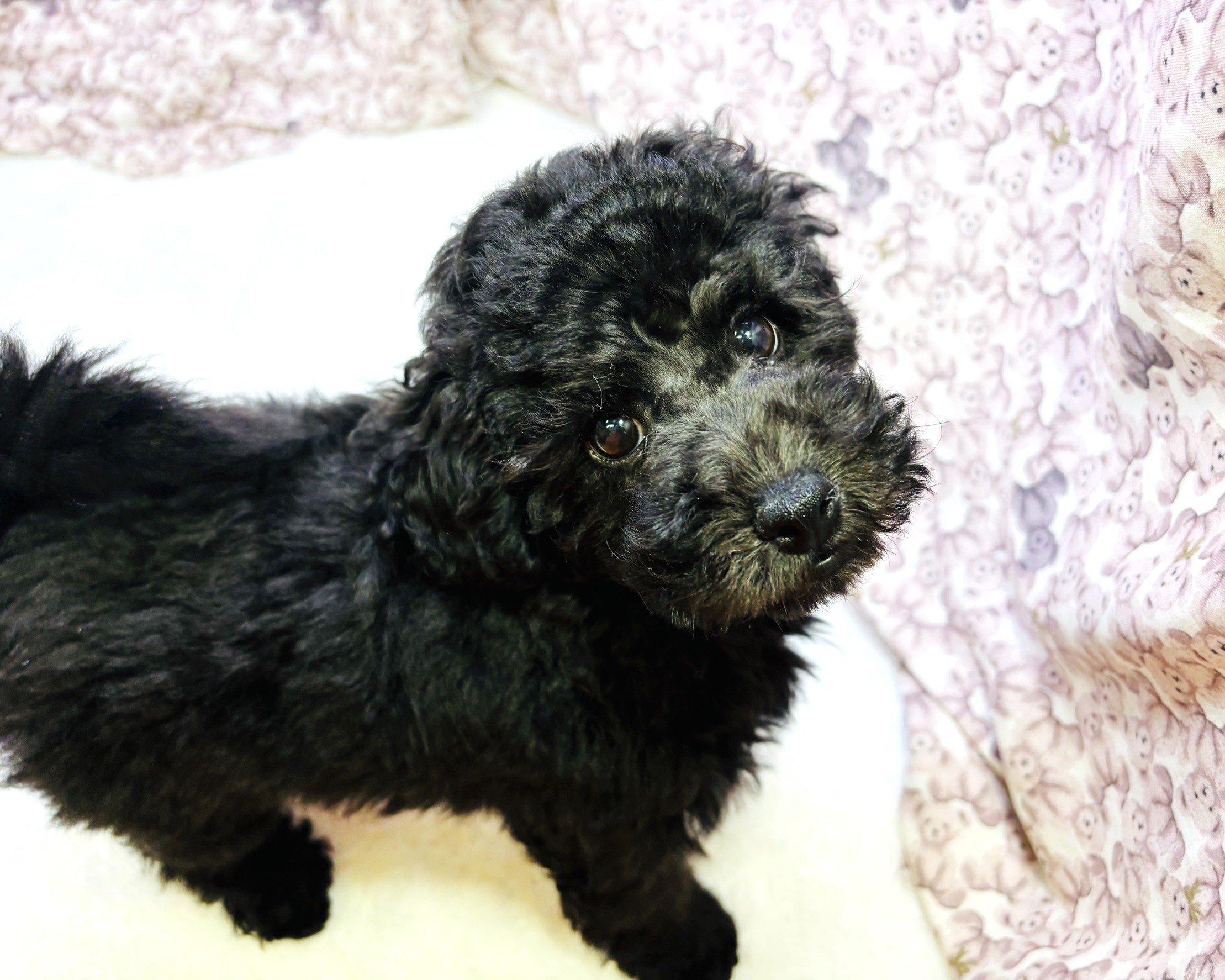 茨城県のトイプードル(トイ) (かねだいペットトライアル利根川/2025年9月5日生まれ/男の子/ブラック)の子犬の1枚目の画像