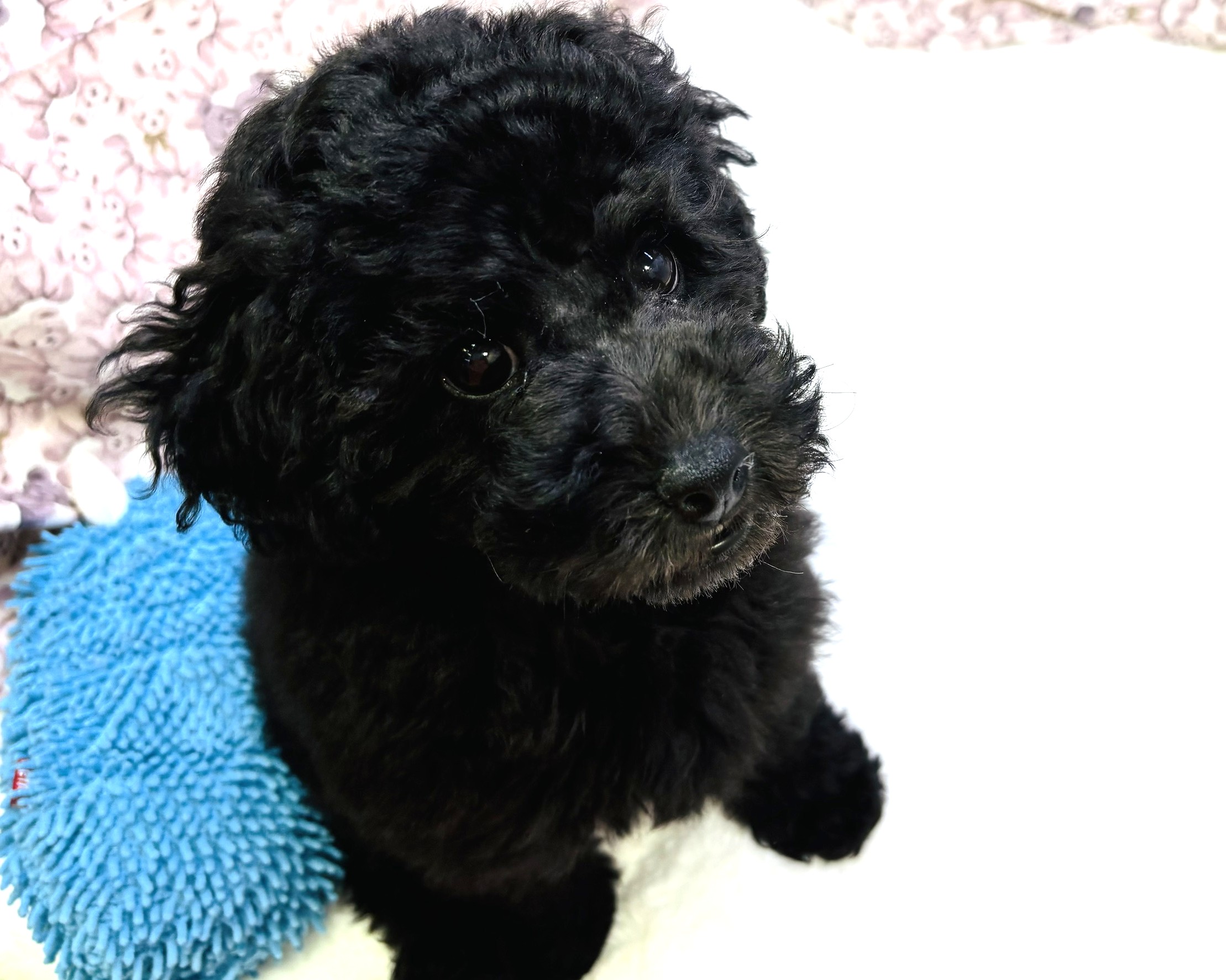 茨城県のトイプードル(トイ) (かねだいペットトライアル利根川/2025年9月5日生まれ/男の子/ブラック)の子犬の2枚目の画像