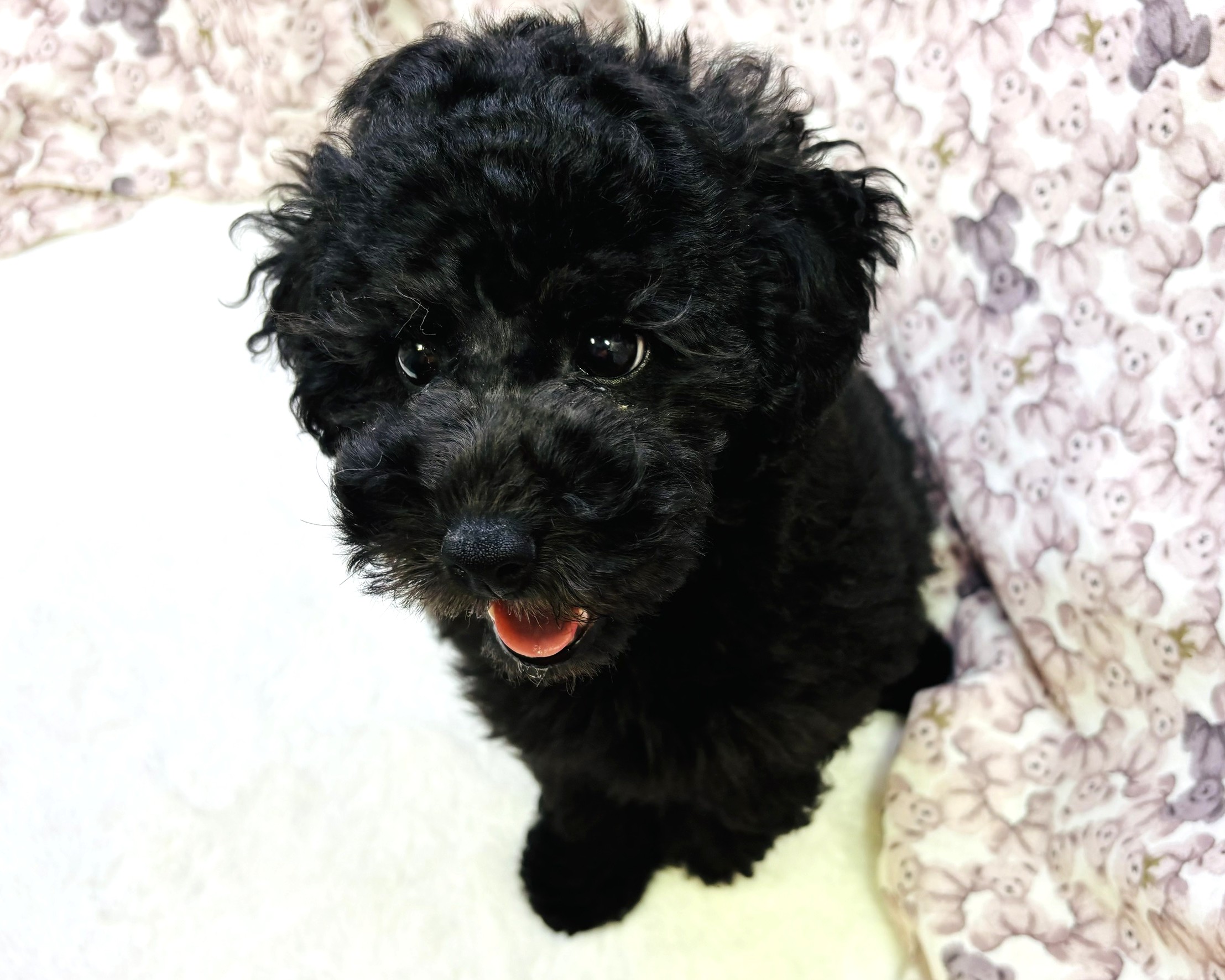 茨城県のトイプードル(トイ) (かねだいペットトライアル利根川/2025年9月5日生まれ/男の子/ブラック)の子犬の3枚目の画像