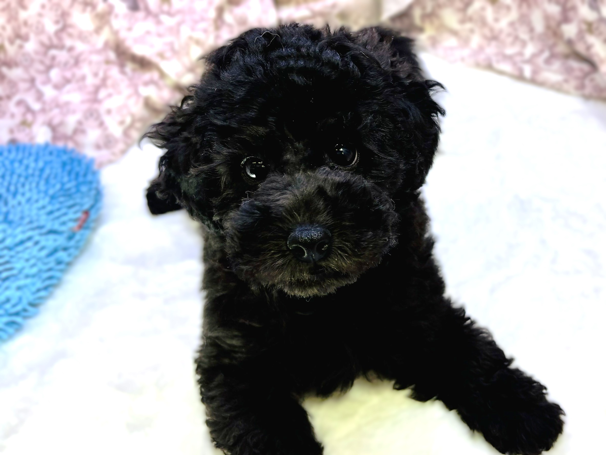 茨城県のトイプードル(トイ) (かねだいペットトライアル利根川/2025年9月5日生まれ/男の子/ブラック)の子犬の4枚目の画像