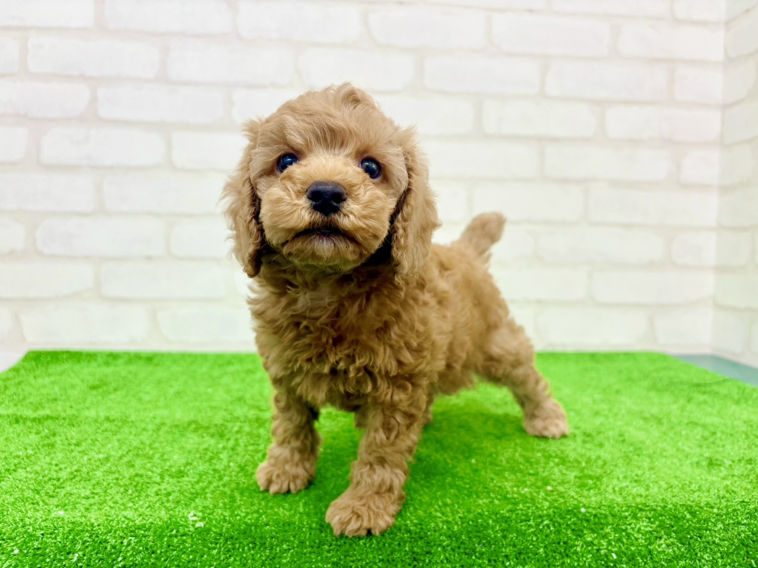 東京都のトイプードル(トイ) (かねだい立川店/2025年9月19日生まれ/男の子/アプリコット)の子犬の2枚目の画像