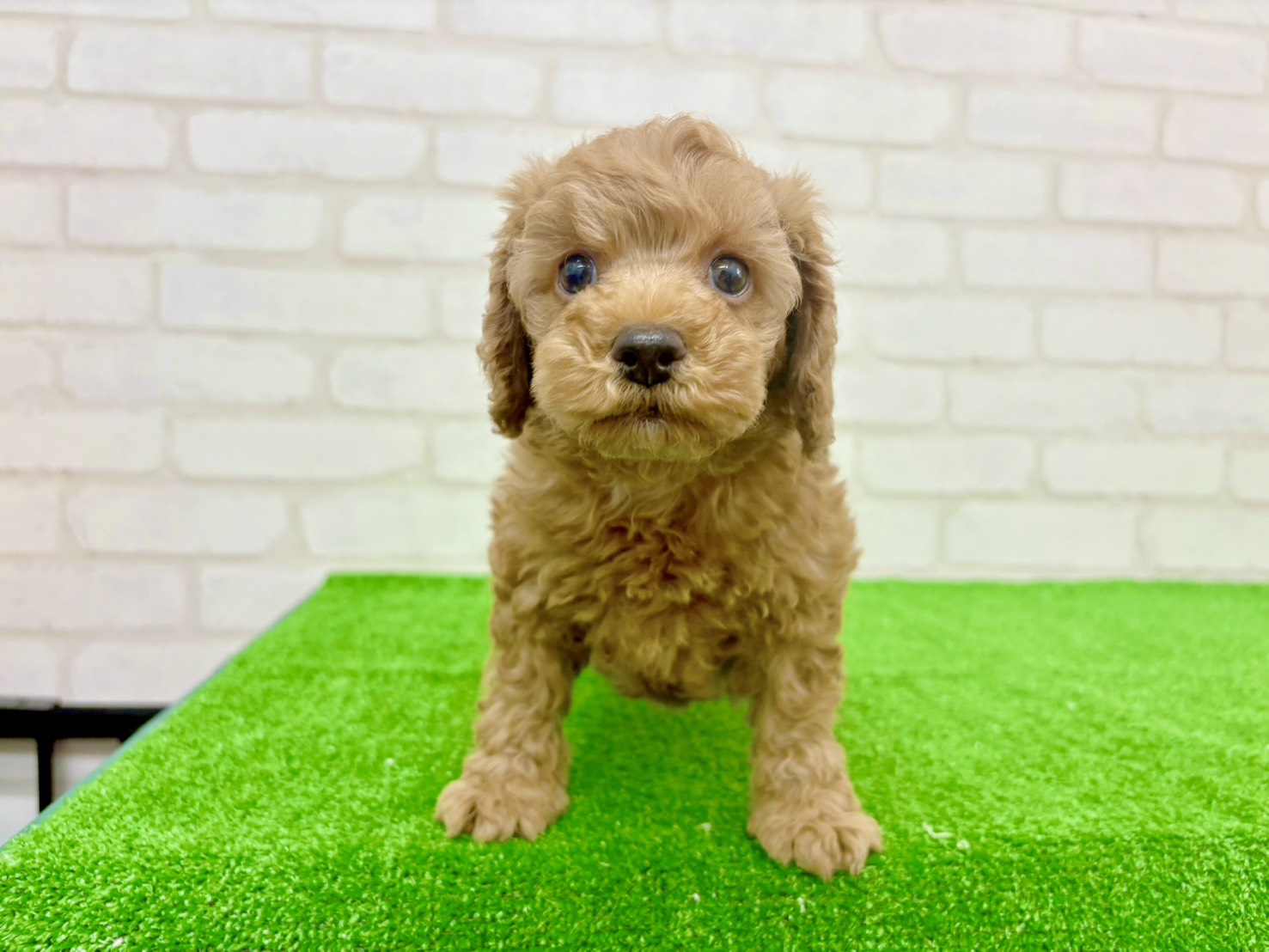 東京都のトイプードル(トイ) (かねだい立川店/2025年9月19日生まれ/男の子/アプリコット)の子犬の1枚目の画像