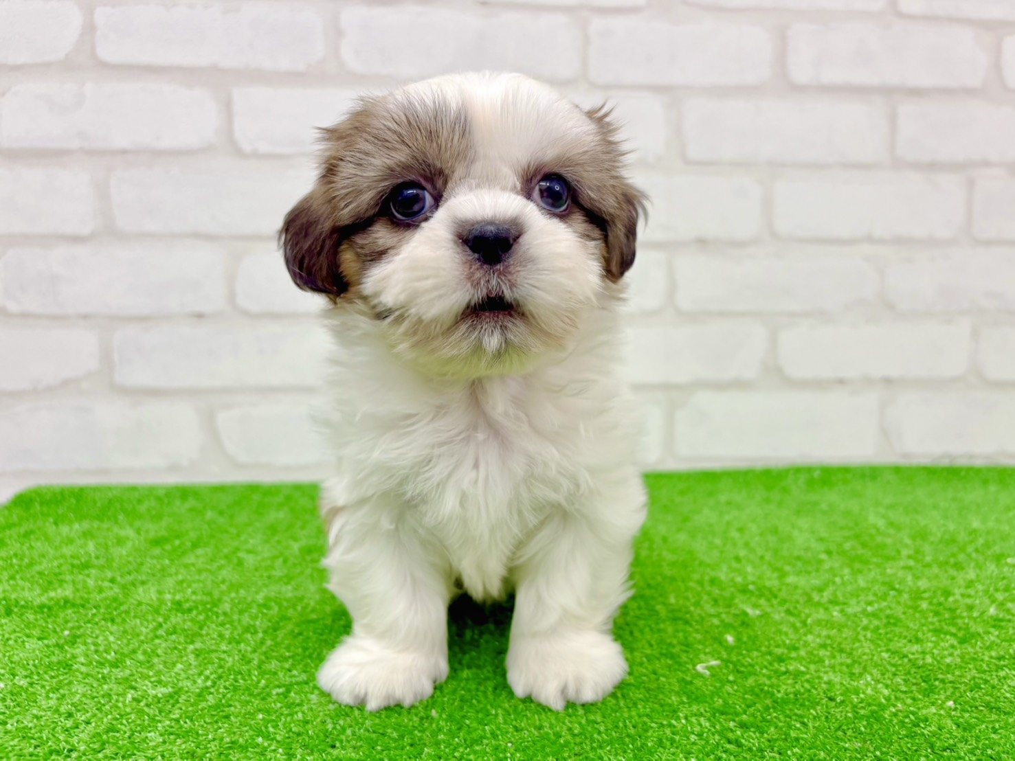 東京都のシーズー (かねだい立川店/2025年9月28日生まれ/男の子/ホワイトゴールド)の子犬の4枚目の画像