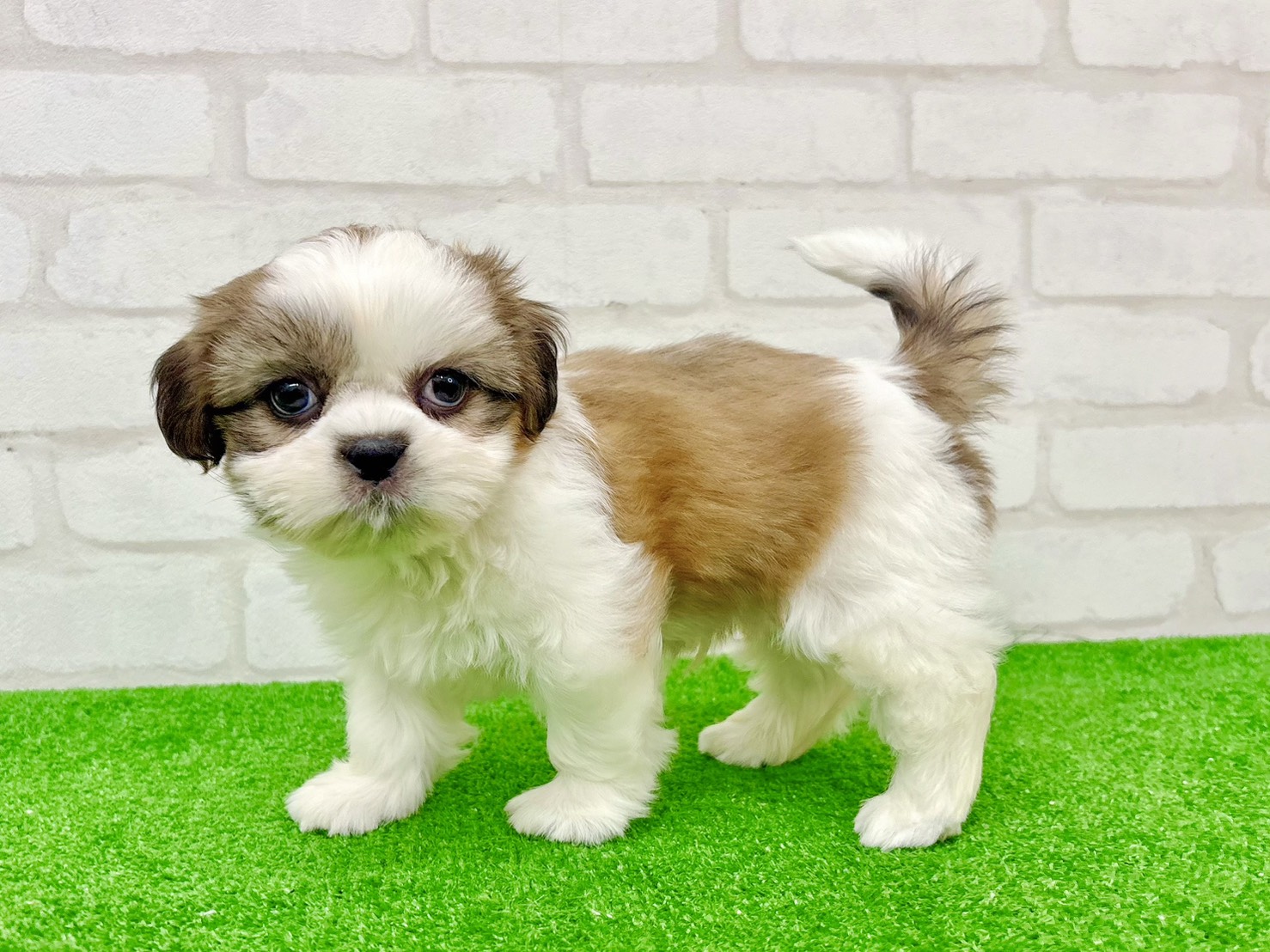 東京都のシーズー (かねだい立川店/2025年9月28日生まれ/男の子/ホワイトゴールド)の子犬の2枚目の画像