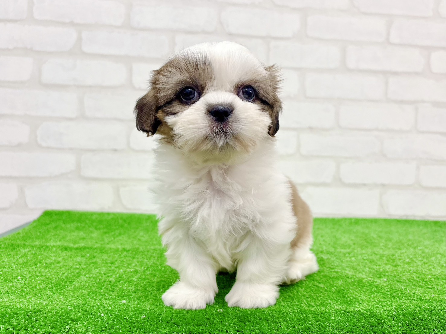 東京都のシーズー (かねだい立川店/2025年9月28日生まれ/男の子/ホワイトゴールド)の子犬の1枚目の画像