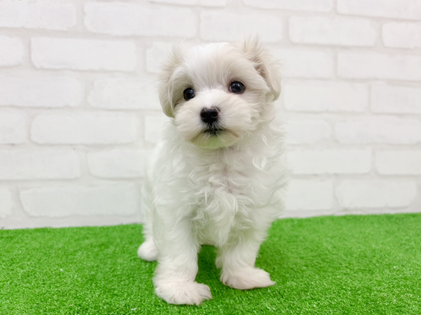 東京都のマルチーズ (かねだい立川店/2025年9月29日生まれ/女の子/ホワイト)の子犬の1枚目の画像