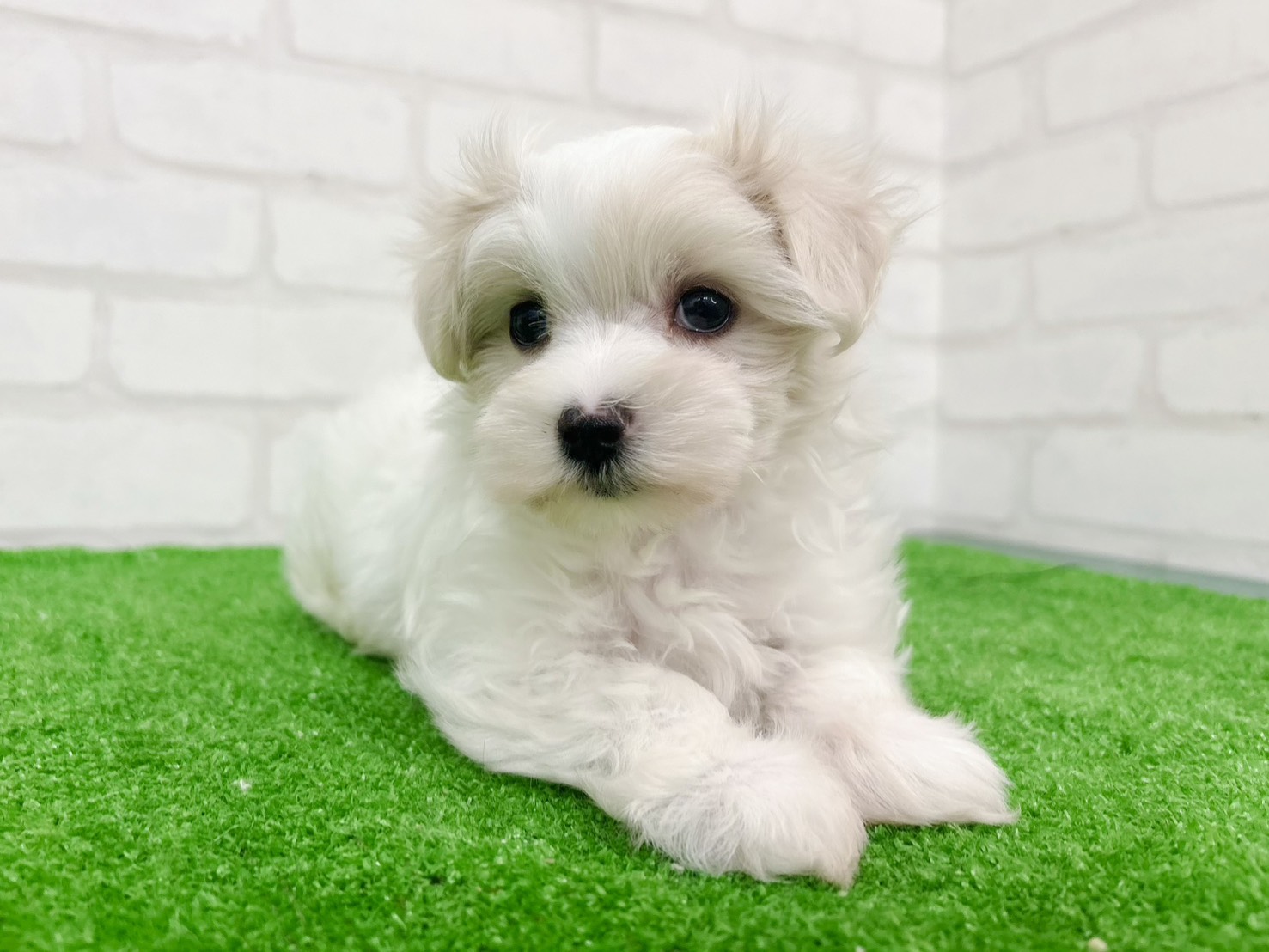 東京都のマルチーズ (かねだい立川店/2025年9月29日生まれ/女の子/ホワイト)の子犬の3枚目の画像