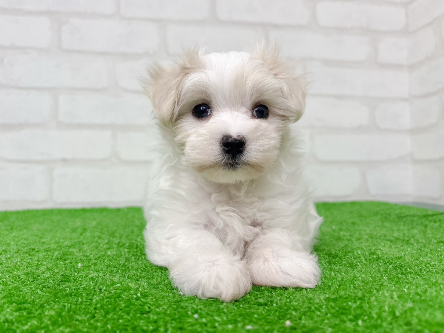 東京都のマルチーズ (かねだい立川店/2025年9月29日生まれ/女の子/ホワイト)の子犬の4枚目の画像