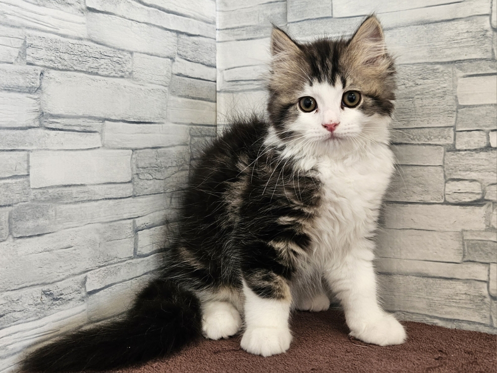 神奈川県のマンチカン (かねだいペットトライアル相模原/2025年9月25日生まれ/男の子/ブラウンタビーホワイト)の子猫の1枚目の画像