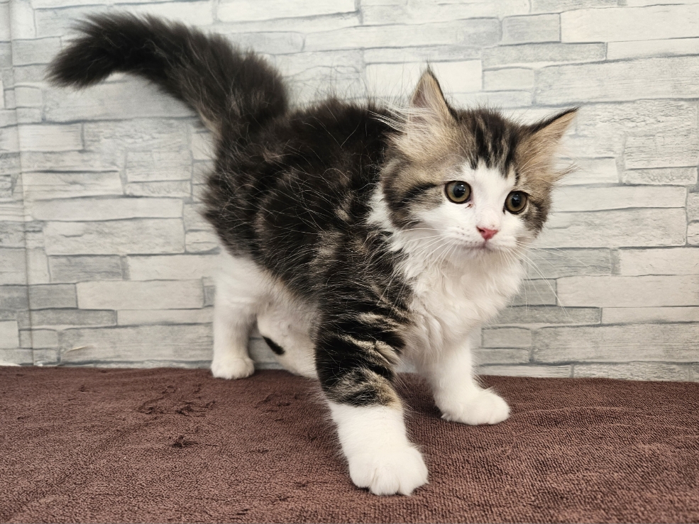 神奈川県のマンチカン (かねだいペットトライアル相模原/2025年9月25日生まれ/男の子/ブラウンタビーホワイト)の子猫の3枚目の画像