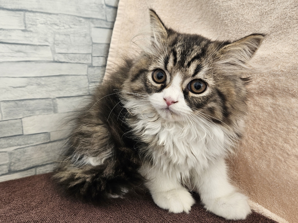 神奈川県のミヌエット (かねだいペットトライアル相模原/2025年9月2日生まれ/男の子/ブラウンタビーホワイト)の子猫の1枚目の画像