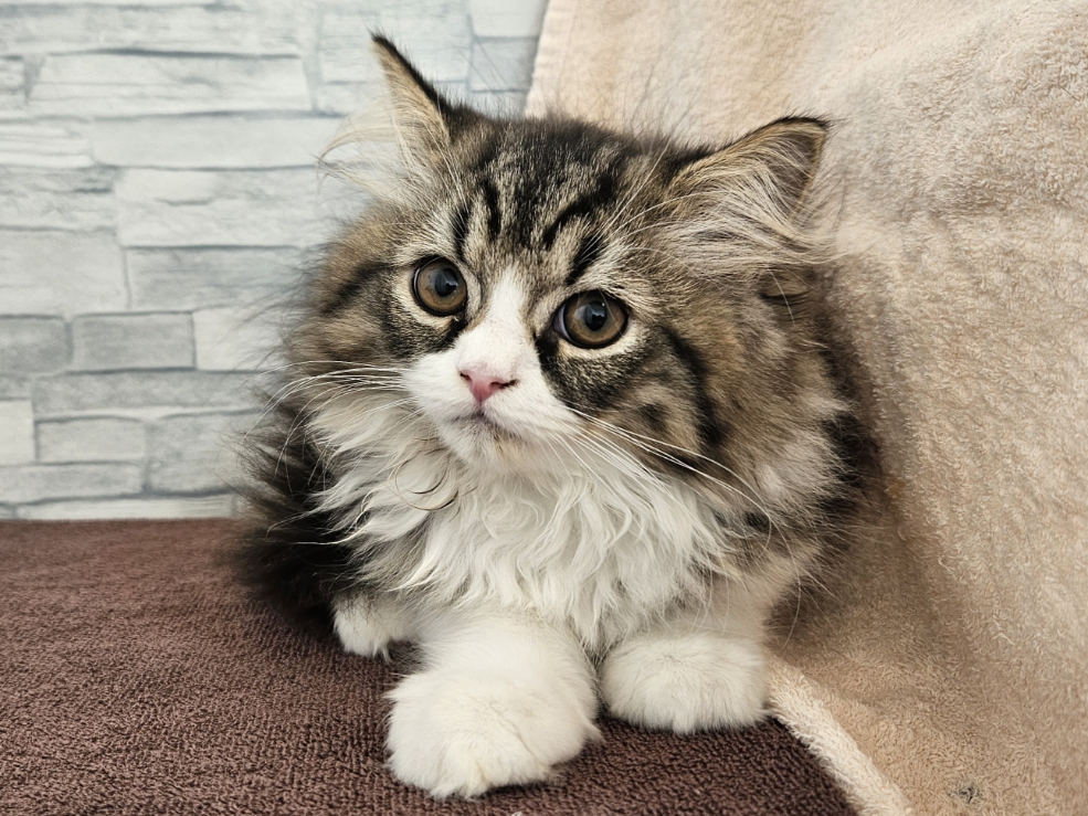 神奈川県のミヌエット (かねだいペットトライアル相模原/2025年9月2日生まれ/男の子/ブラウンタビーホワイト)の子猫の2枚目の画像