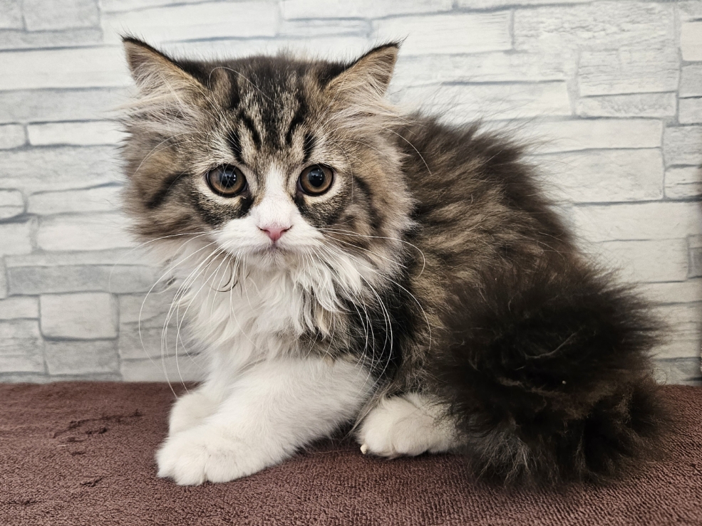 神奈川県のミヌエット (かねだいペットトライアル相模原/2025年9月2日生まれ/男の子/ブラウンタビーホワイト)の子猫の3枚目の画像