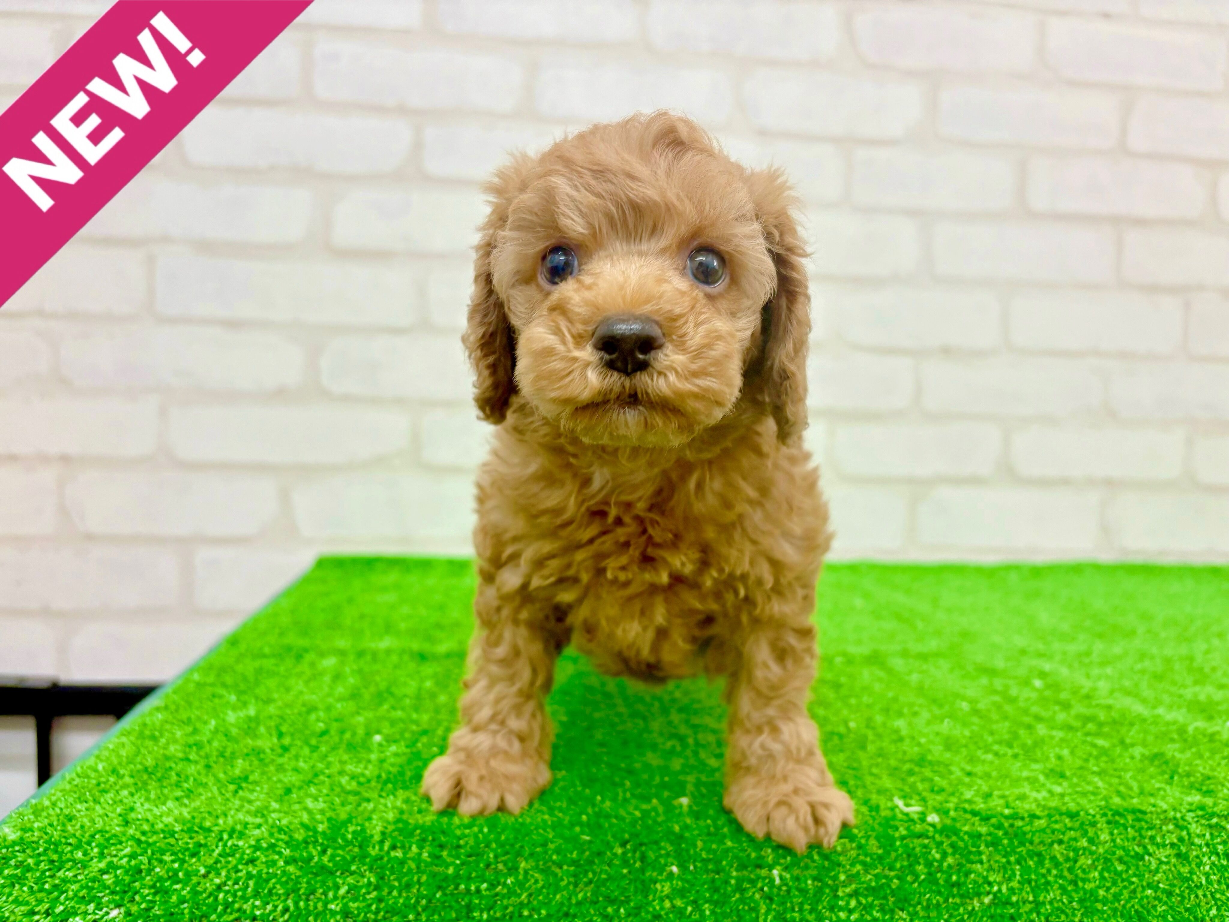 東京都のトイプードル(トイ) (かねだい立川店/2025年9月19日生まれ/男の子/アプリコット)の子犬の1枚目の画像