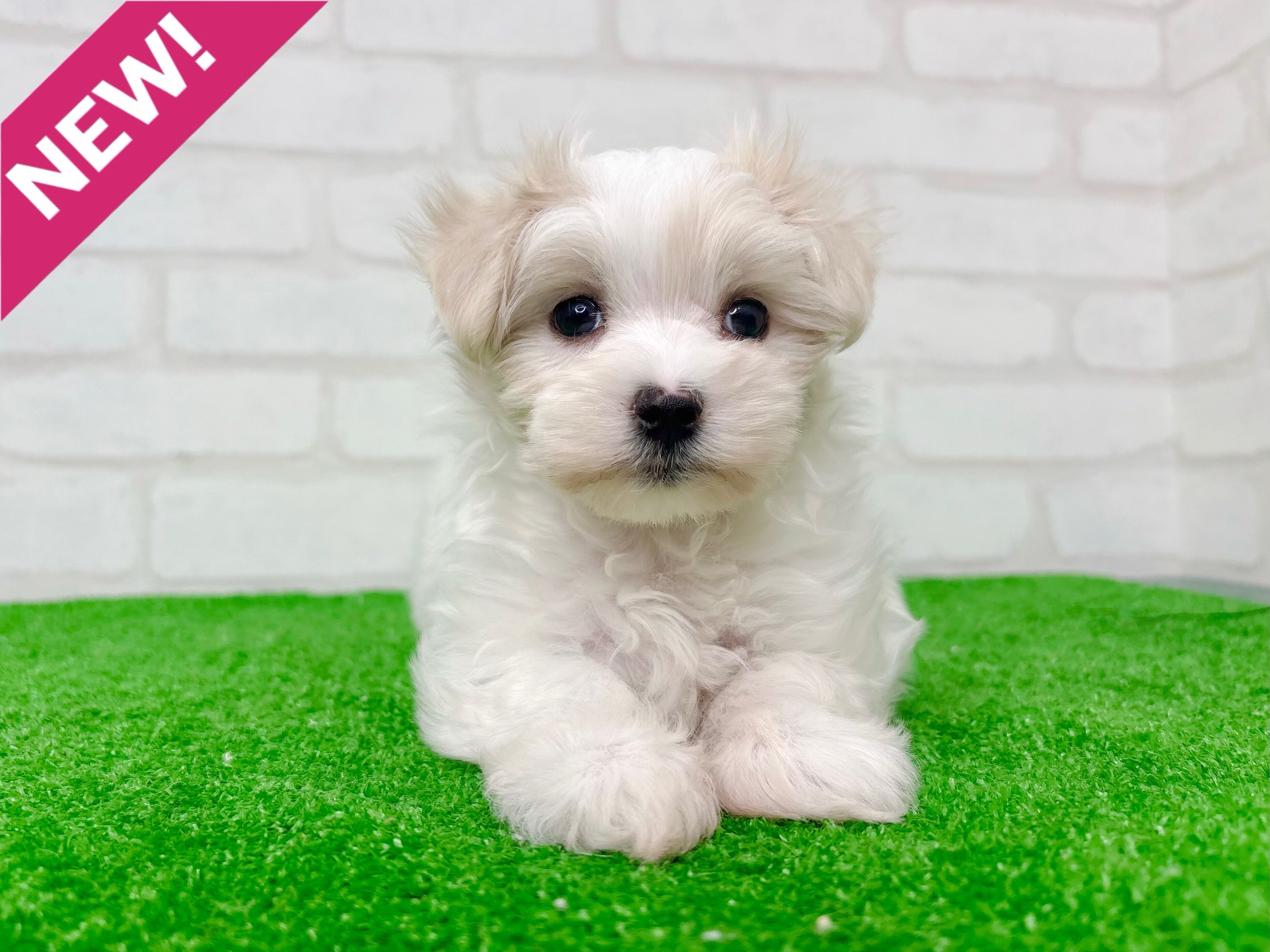 東京都のマルチーズ (かねだい立川店/2025年9月29日生まれ/女の子/ホワイト)の子犬の1枚目の画像