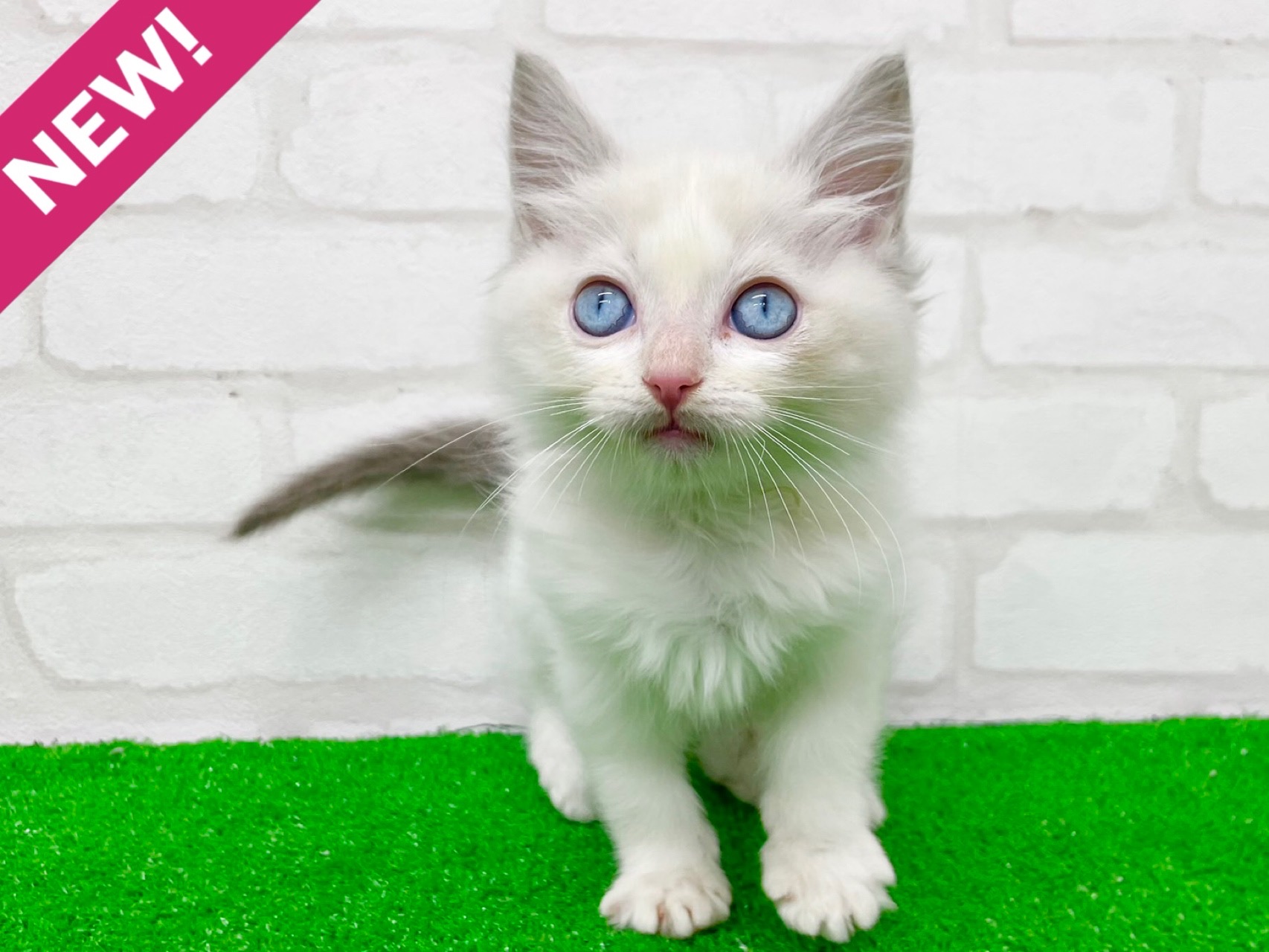 東京都のラグドール (かねだい立川店/2025年9月22日生まれ/男の子/ブルーポイントバイカラー)の子猫の1枚目の画像