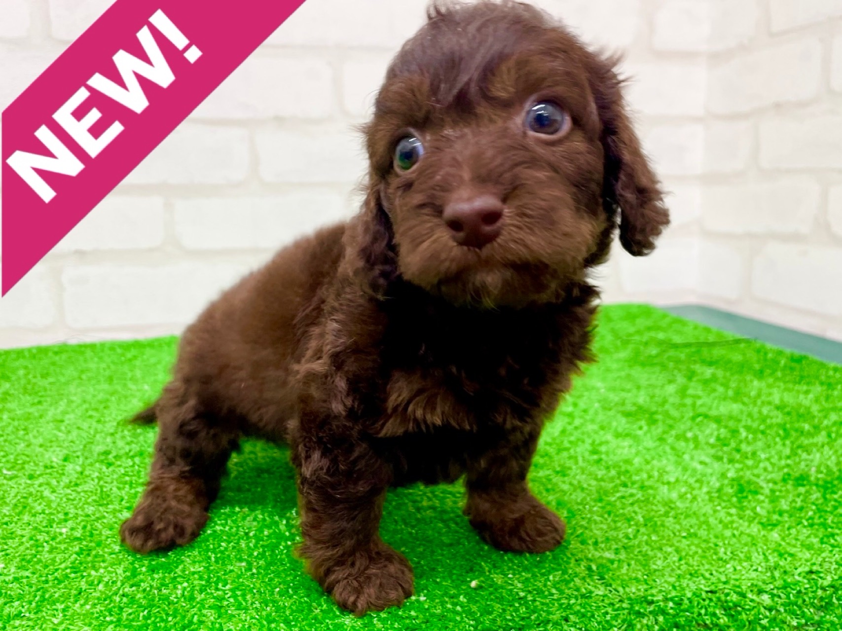 東京都のダップー(ダックス×プードル) (かねだい立川店/2025年9月29日生まれ/女の子/チョコレートタン)の子犬の1枚目の画像