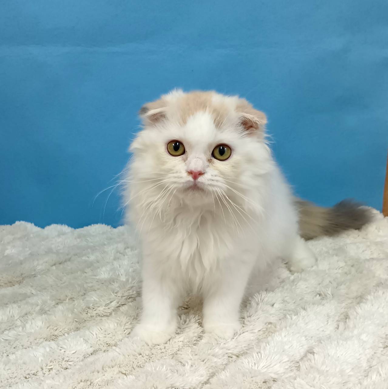 千葉県のスコティッシュフォールド (かねだい四街道店/2025年7月4日生まれ/女の子/トーティーシェル)の子猫の1枚目の画像