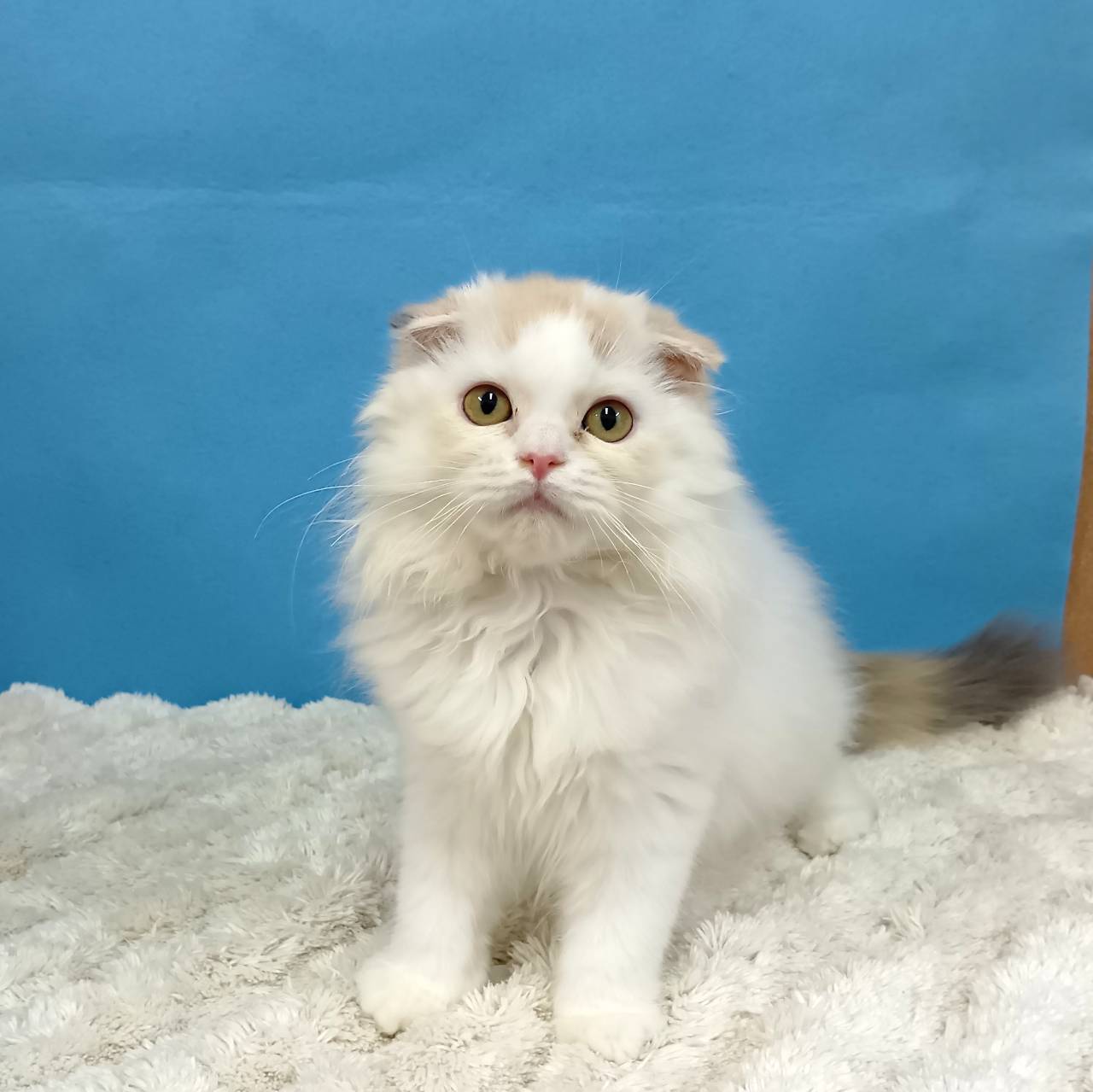 千葉県のスコティッシュフォールド (かねだい四街道店/2025年7月4日生まれ/女の子/トーティーシェル)の子猫の2枚目の画像