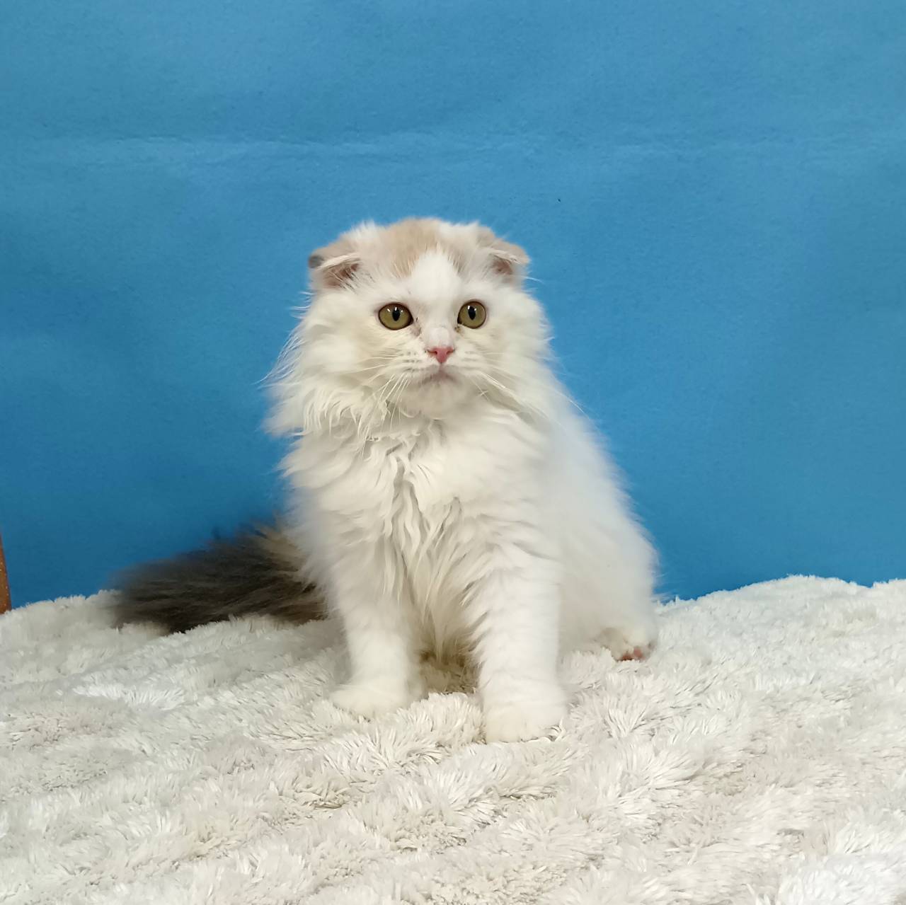 千葉県のスコティッシュフォールド (かねだい四街道店/2025年7月4日生まれ/女の子/トーティーシェル)の子猫の3枚目の画像