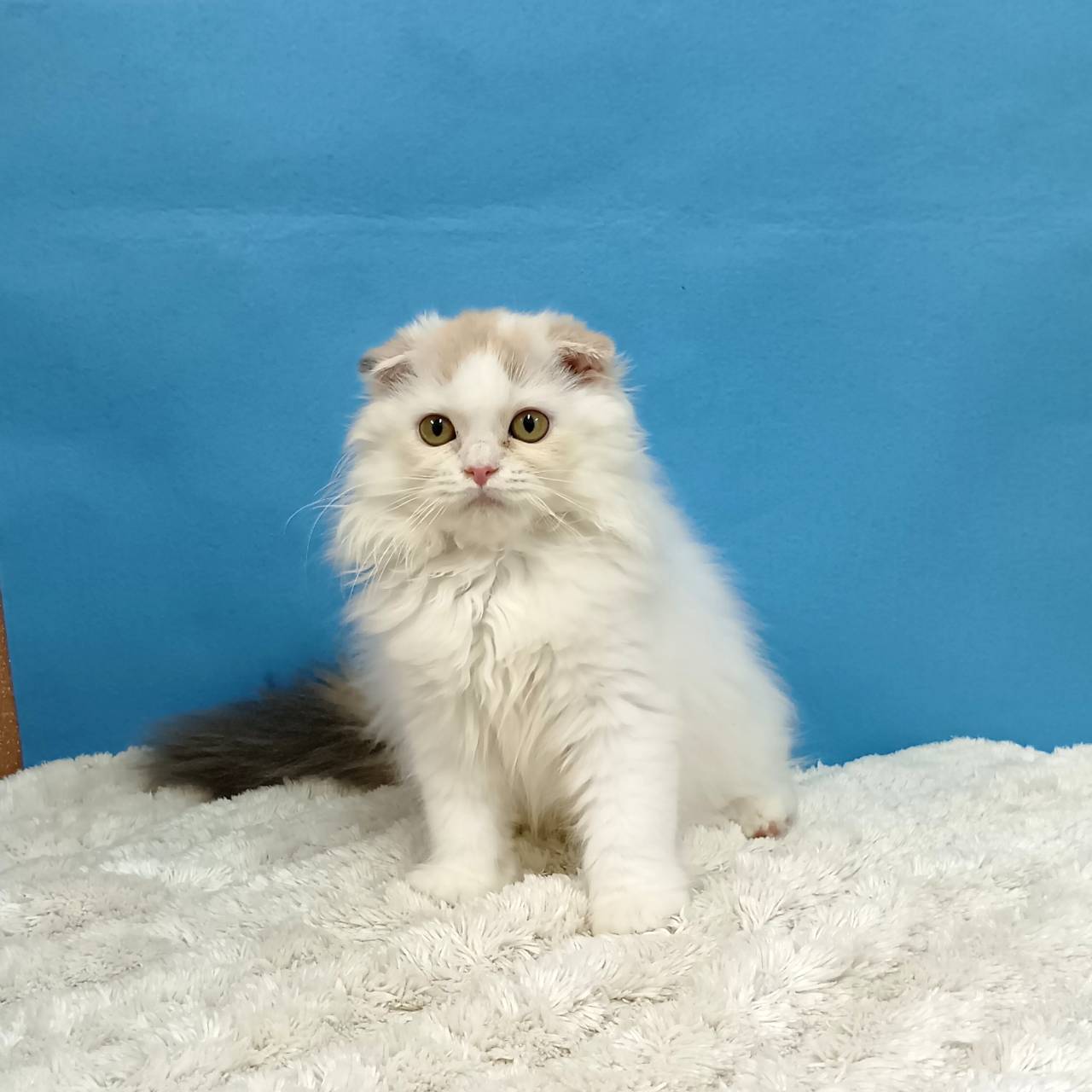 千葉県のスコティッシュフォールド (かねだい四街道店/2025年7月4日生まれ/女の子/トーティーシェル)の子猫の4枚目の画像