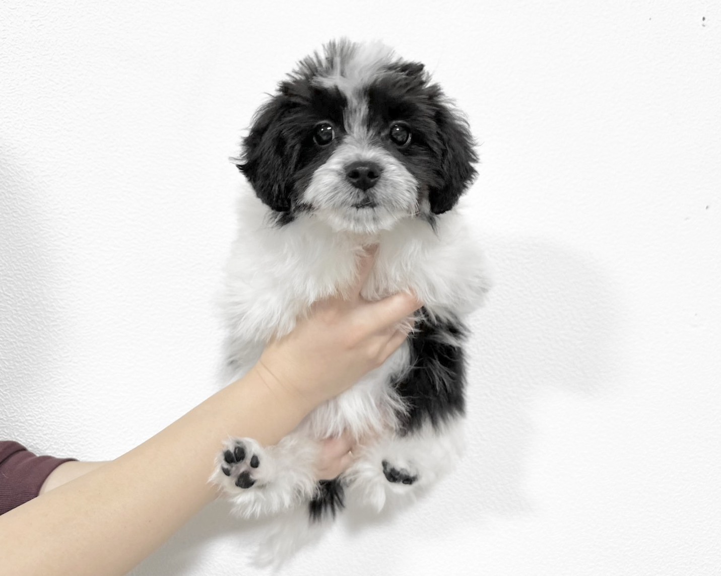 群馬県のチワマル/マルチワ(チワワ×マルチーズ) (かねだいペットトライアル桐生/2025年8月18日生まれ/女の子/ホワイトブラック)の子犬の1枚目の画像