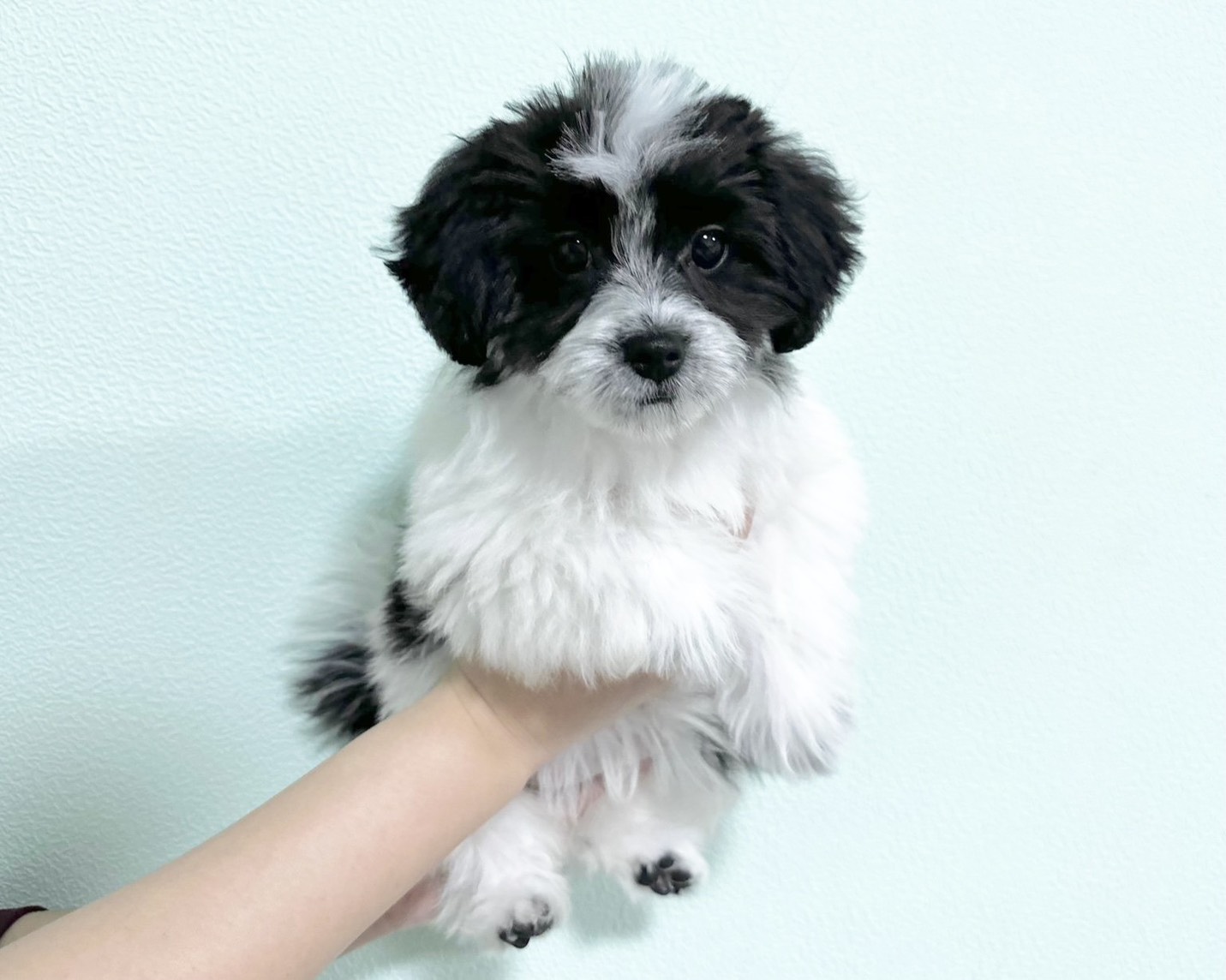 群馬県のチワマル/マルチワ(チワワ×マルチーズ) (かねだいペットトライアル桐生/2025年8月18日生まれ/女の子/ホワイトブラック)の子犬の2枚目の画像