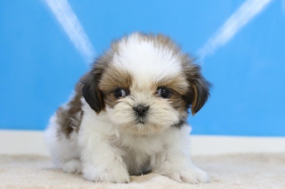 埼玉県のシーズー (かねだい草加店/2025年10月1日生まれ/女の子/ホワイトゴールド)の子犬の1枚目の画像